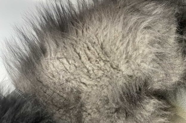 Soins Spécialisés pour Chiens Souffrant d’Alopécie